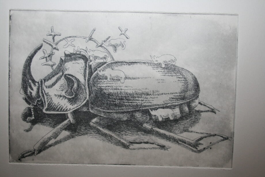 Little 5 Series: Rhino Beetle