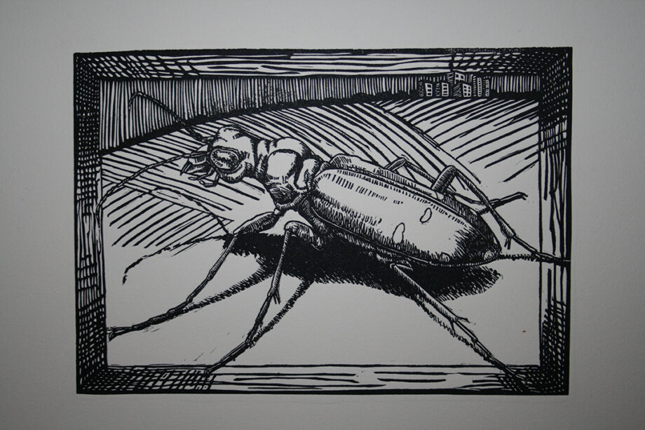 It's All About Perspective : Tiger Beetle