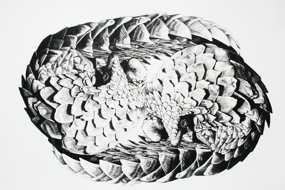 Yin Yang Pangolin - Poster